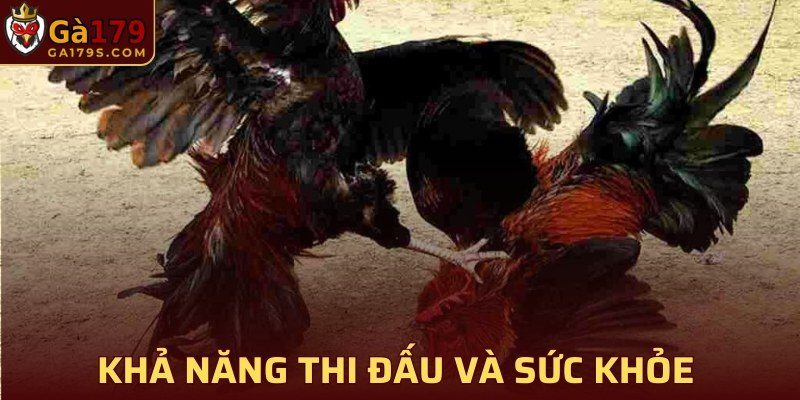 Khả năng thi đấu và sức khỏe của gà vảy Phủ Địa