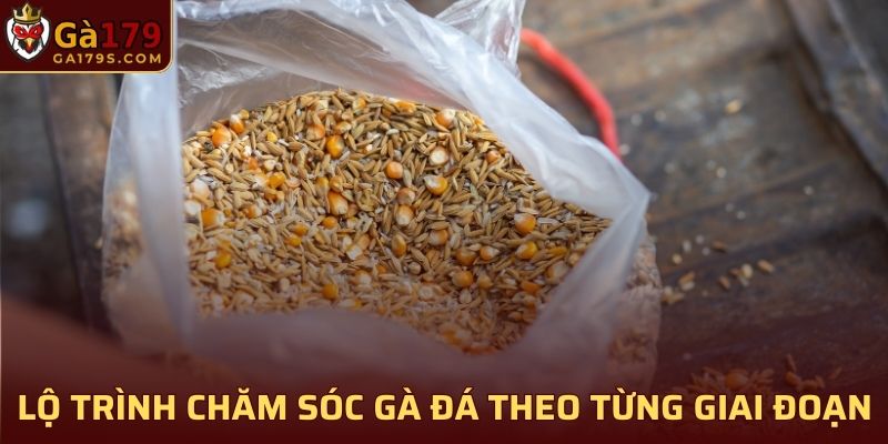 Lộ trình chăm sóc gà đá theo từng giai đoạn