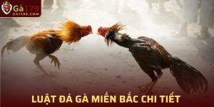 Luật đá gà miền bắc