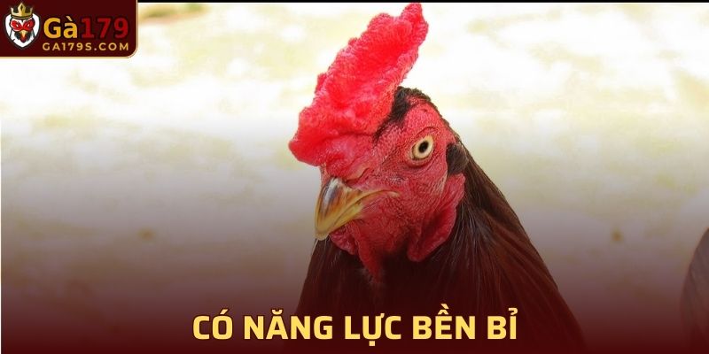 Mang thể lực bền bỉ nhất