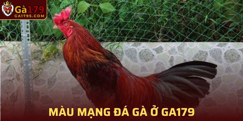 Màu Mạng Gà Đá