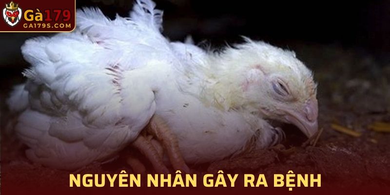 Nguyên nhân, nguồn gốc của bệnh cầu trùng ở gà