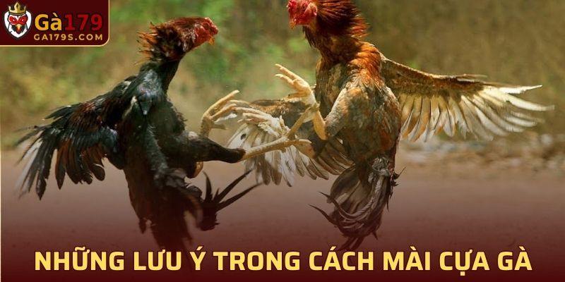 Những lưu ý trong cách mài cựa gà