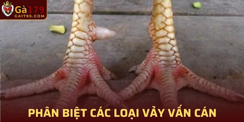 Phân biệt các loại vảy Vấn Cán phổ biến