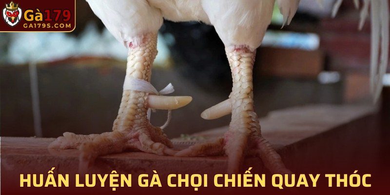 Quy trình huấn luyện gà chọi chiến bằng việc quay thóc