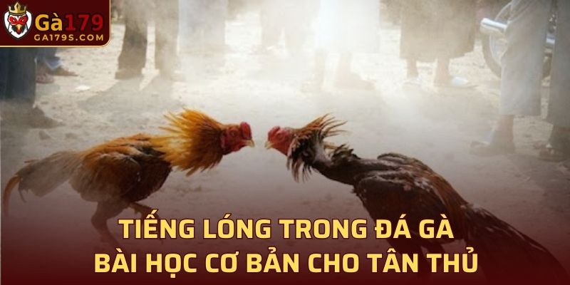 Tiếng lóng trong đá gà