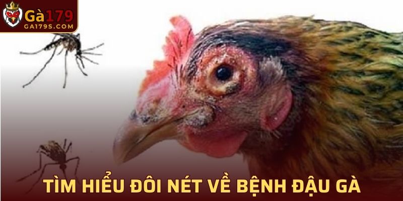 Tìm hiểu đôi nét về bệnh đậu ở gà