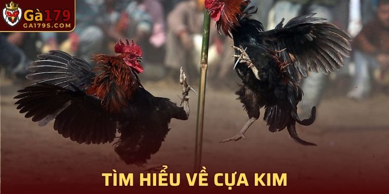 Tìm hiểu về cựa kim