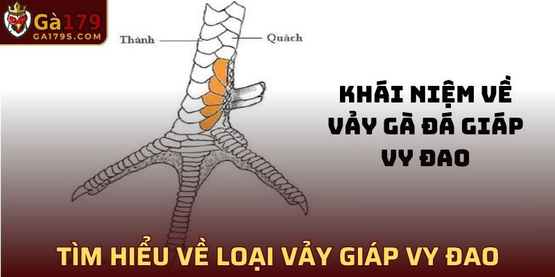 Tìm hiểu về loại vảy Giáp Vy Đao được săn lùng nhiều nhất