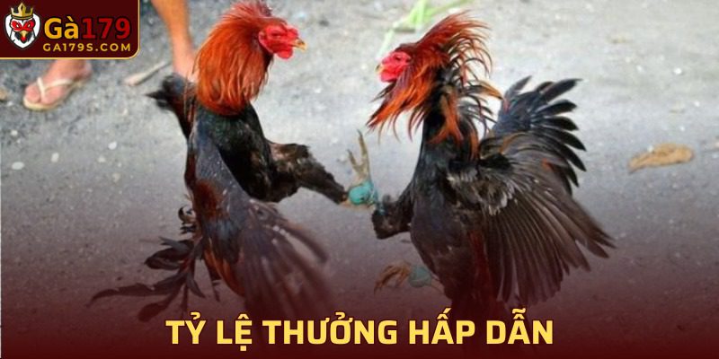 Tỷ lệ trả thưởng hấp dẫn khi chơi chọi gà