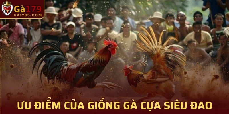 Ưu điểm của giống gà cựa siêu đao