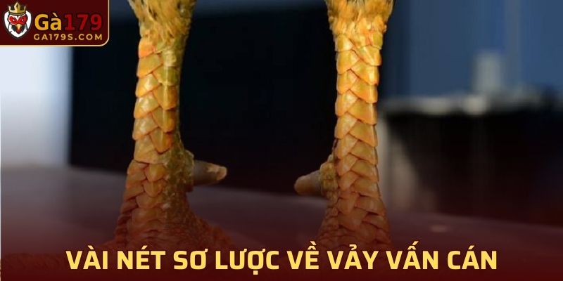 Vài nét sơ lược về vảy gà Vấn Cán