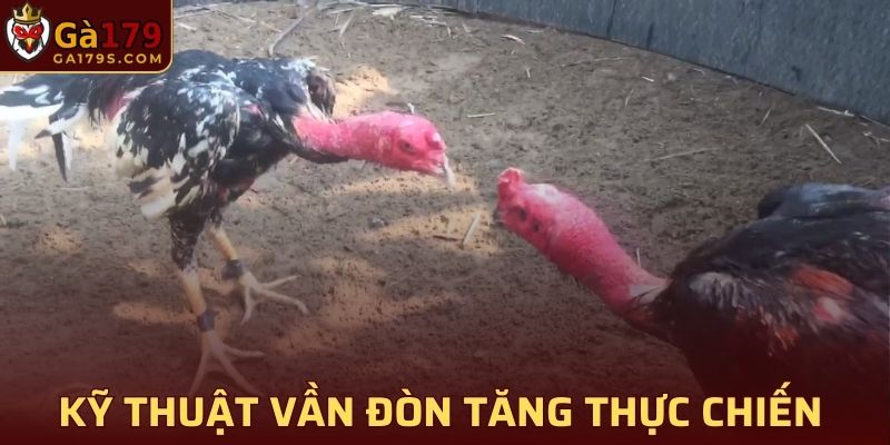 Vần đòn sẽ mang lại nhiều kinh nghiệm cho chiến kê