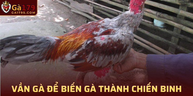 Vần gà để biến gà thành những chiến binh thực thụ