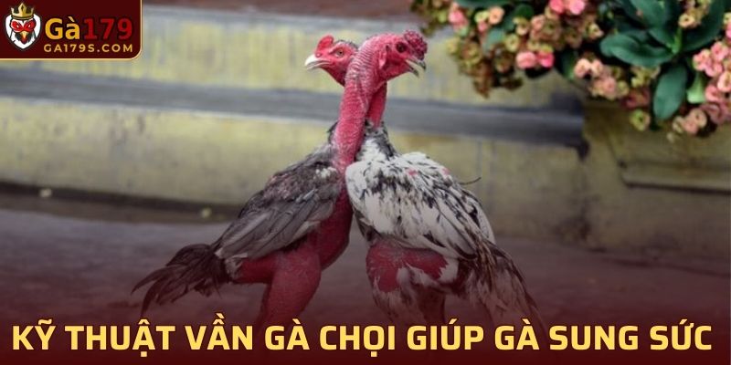 Vần gà mang lại rất nhiều lợi ích khác nhau