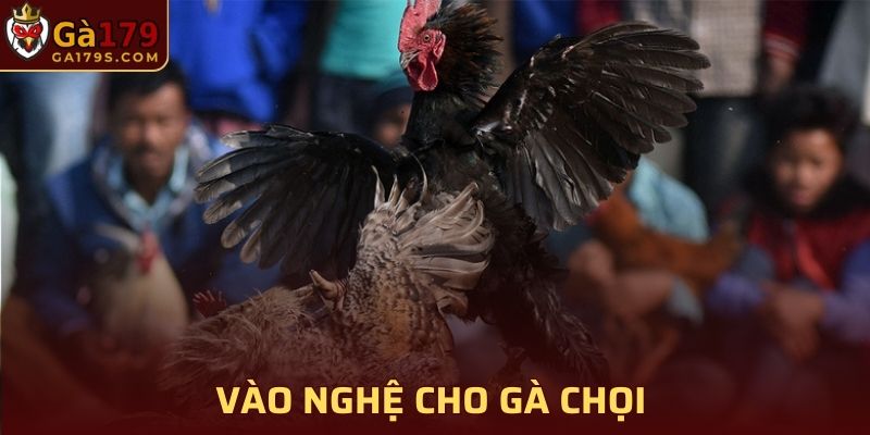 Vào nghệ cho gà chọi