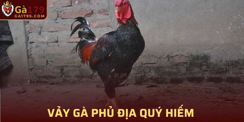 Vảy gà phủ địa quý hiếm