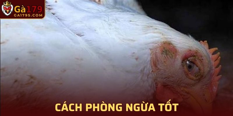 Vệ sinh sạch sẽ chuồng theo chu kỳ